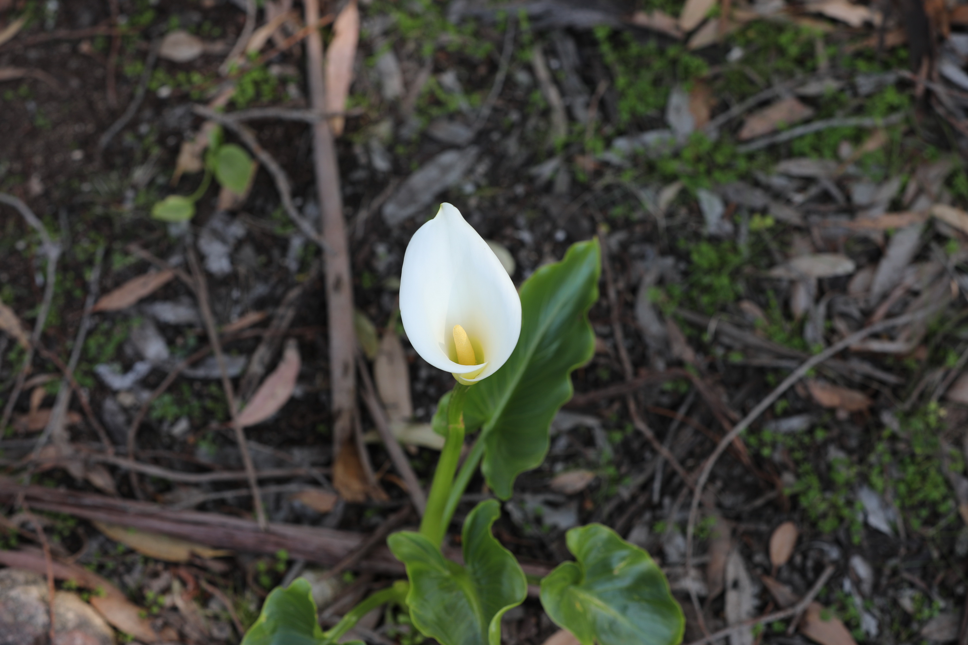 2019 10 01 11 07 28 Canon EOS 5D Mark IV 0009